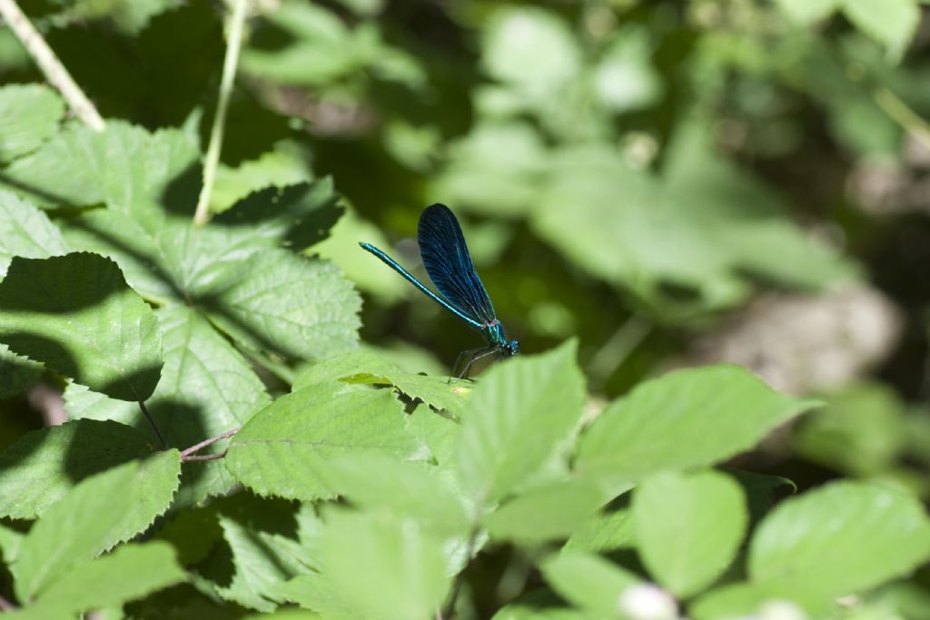 Calopteryx splendens? No, Calopteryx virgo meridionalis